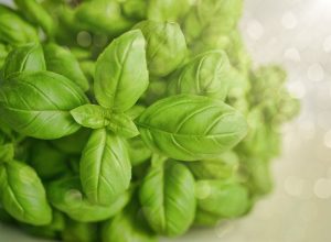 Selective Focus Photography of Green Basil Leaf