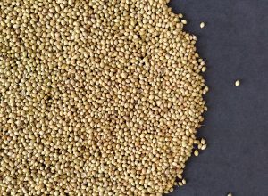 Coriander Seeds Spread Over Dark Background