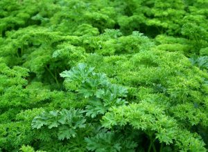 parsley, leaves, green