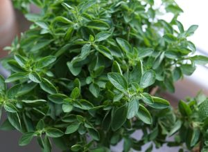 oregano, herbs, kitchen