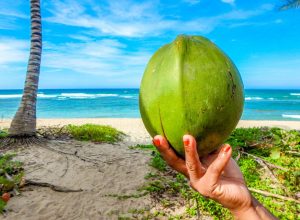 coconut-2485888_960_720