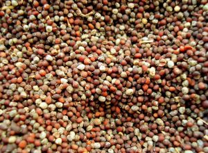 mustard-231302_960_720
