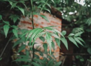 a green plant in front of a brick wall