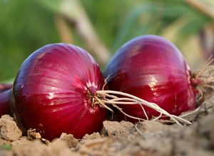 onion-1565604_960_720