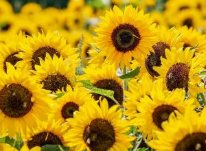 sunflowers-3792914_960_720