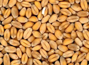 wheat-4509_960_720