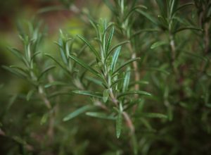 green plant in close up photography